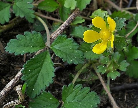Mock Strawberry This is a picture of Mock Strawberry at Sandy Point State Park near Annapolis, Maryland. Duchesnea indica,Geotagged,Mock Strawberry,Mock strawberry,Potentilla indica,Spring,United States