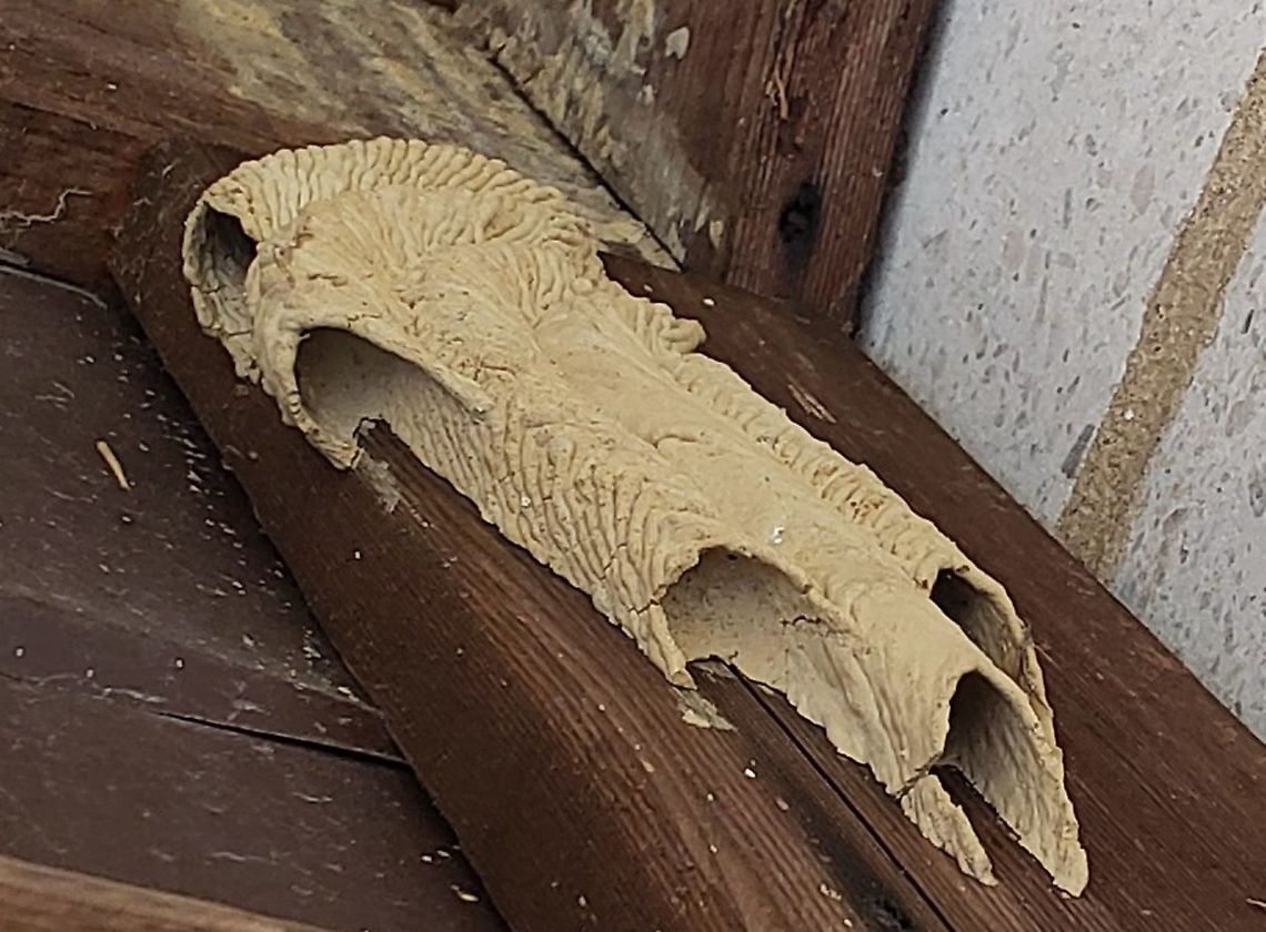 Trypoxylon politum This is a picture of Trypoxylon politum at Sandy Point State Park near Annapolis, Maryland. Geotagged,Organ-pipe mud dauber,Spring,Trypoxylon politum,United States