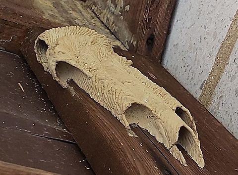 Trypoxylon politum This is a picture of Trypoxylon politum at Sandy Point State Park near Annapolis, Maryland. Geotagged,Organ-pipe mud dauber,Spring,Trypoxylon politum,United States