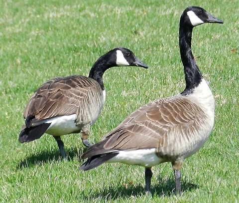 Canada Geese This is a picture of Branta canadensis at Sandy Point State Park near Annapolis, Maryland. Branta canadensis,Canada goose,Geotagged,Spring,United States