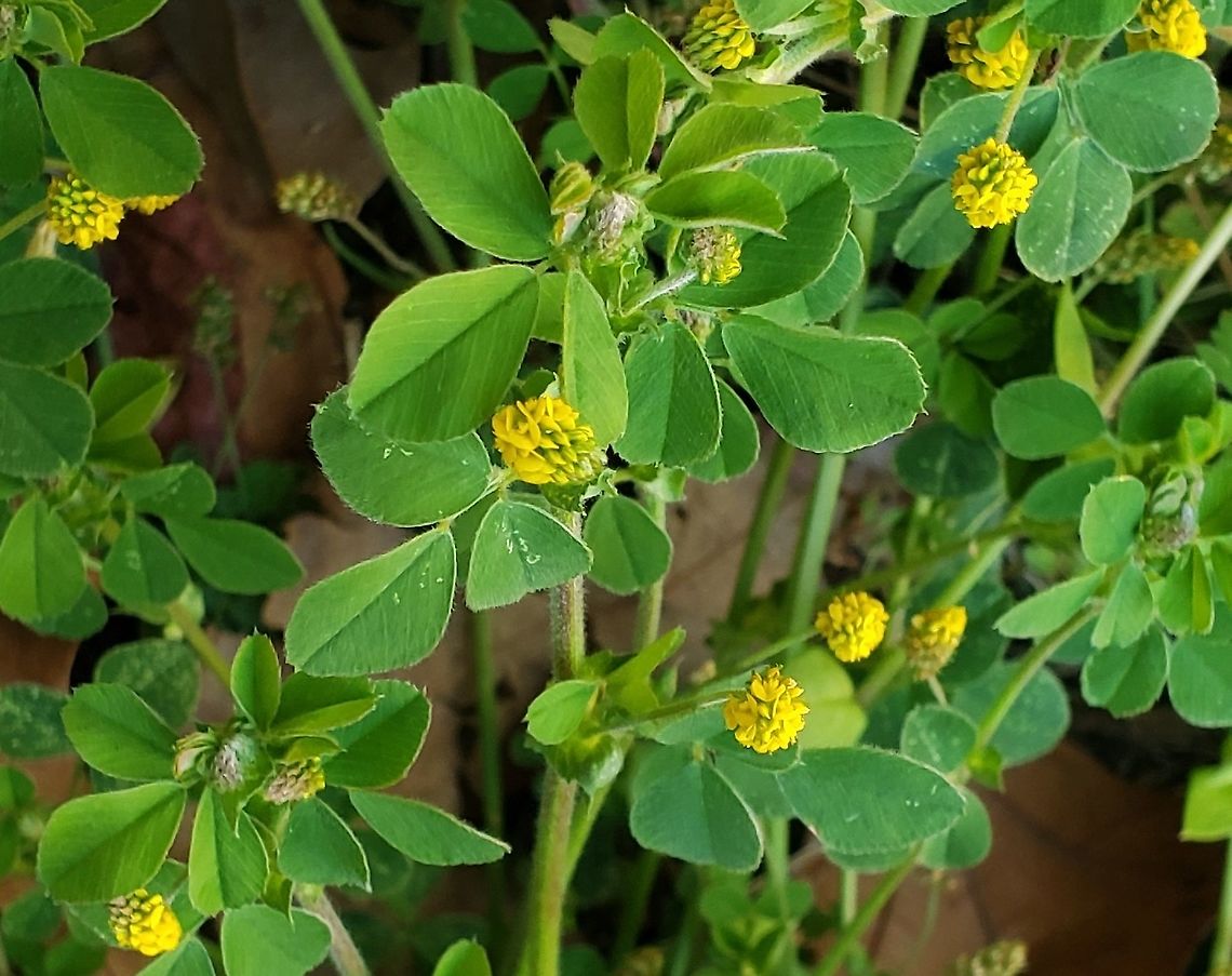 Black Medick This is a picture of Black Medick at Chesapeake Bay Middle School in Pasadena, Maryland. Black medick,Geotagged,Medicago lupulina,Spring,United States