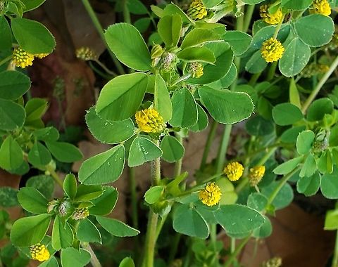 Black Medick This is a picture of Black Medick at Chesapeake Bay Middle School in Pasadena, Maryland. Black medick,Geotagged,Medicago lupulina,Spring,United States