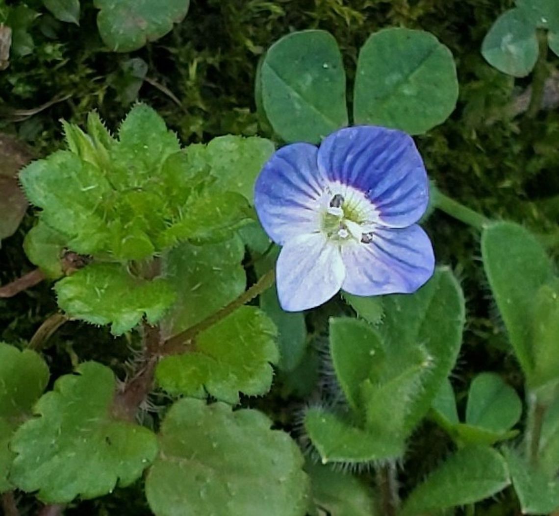 Persian Speedwell This is a picture of Persian Speedwell at Chesapeake High School in Pasadena, Maryland. Geotagged,Persian speedwell,Spring,United States,Veronica persica