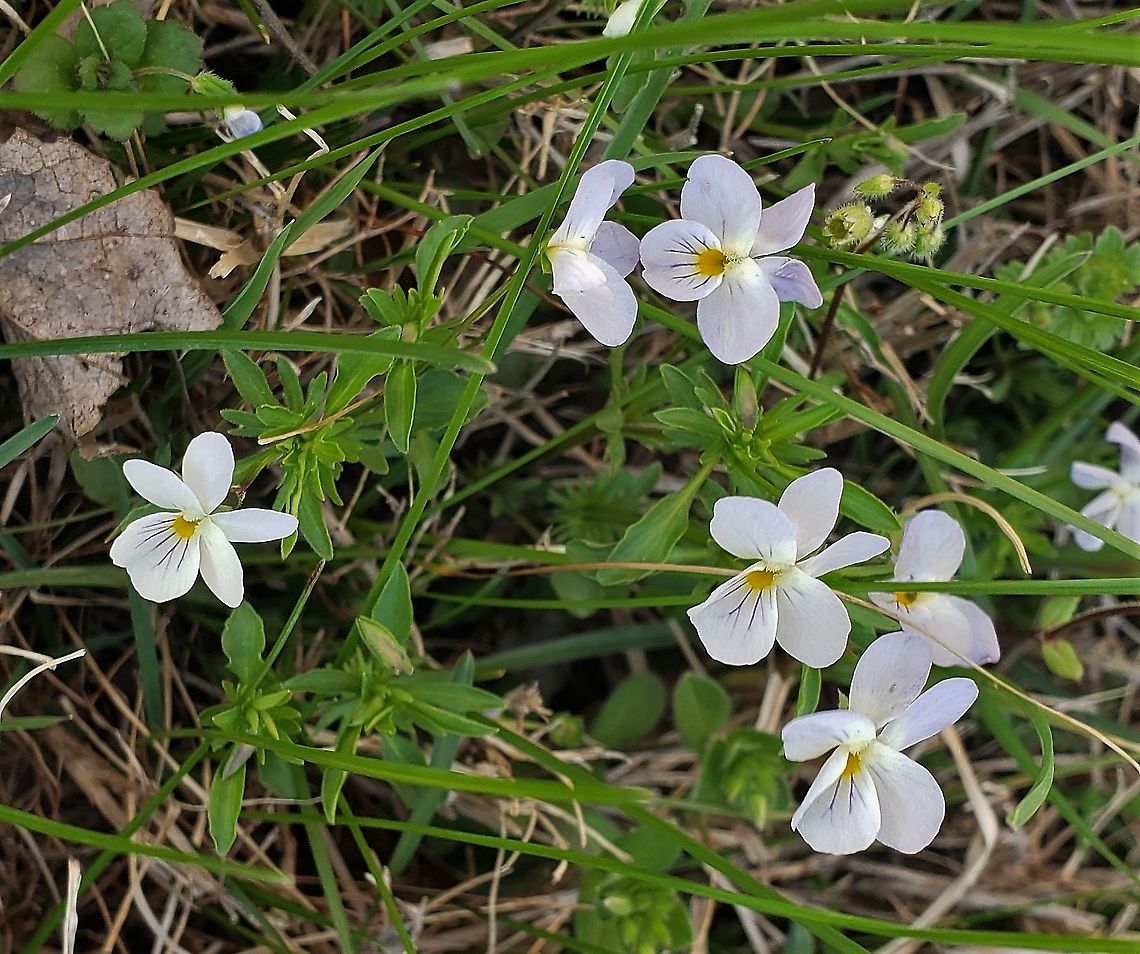 American Field Pansies This is a picture of American Field Pansies at Chesapeake Bay Middle School in Pasadena, Maryland. American field pansy,Geotagged,Spring,United States,Viola bicolor