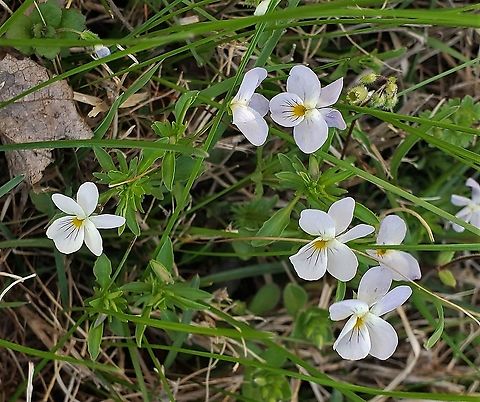 American Field Pansies This is a picture of American Field Pansies at Chesapeake Bay Middle School in Pasadena, Maryland. American field pansy,Geotagged,Spring,United States,Viola bicolor
