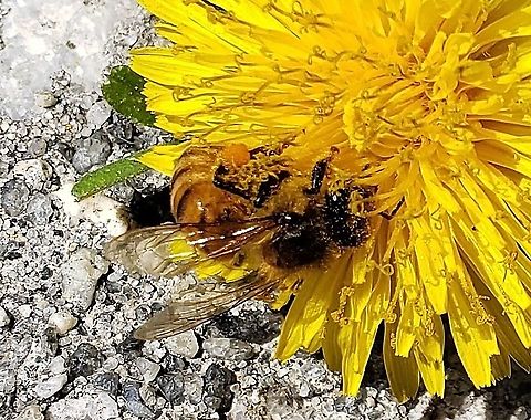 Western Honey Bee This is a picture of a Western Honey Bee at Chesapeake Bay Middle School in Pasadena, Maryland. Apis mellifera,Geotagged,Spring,United States,Western honey bee