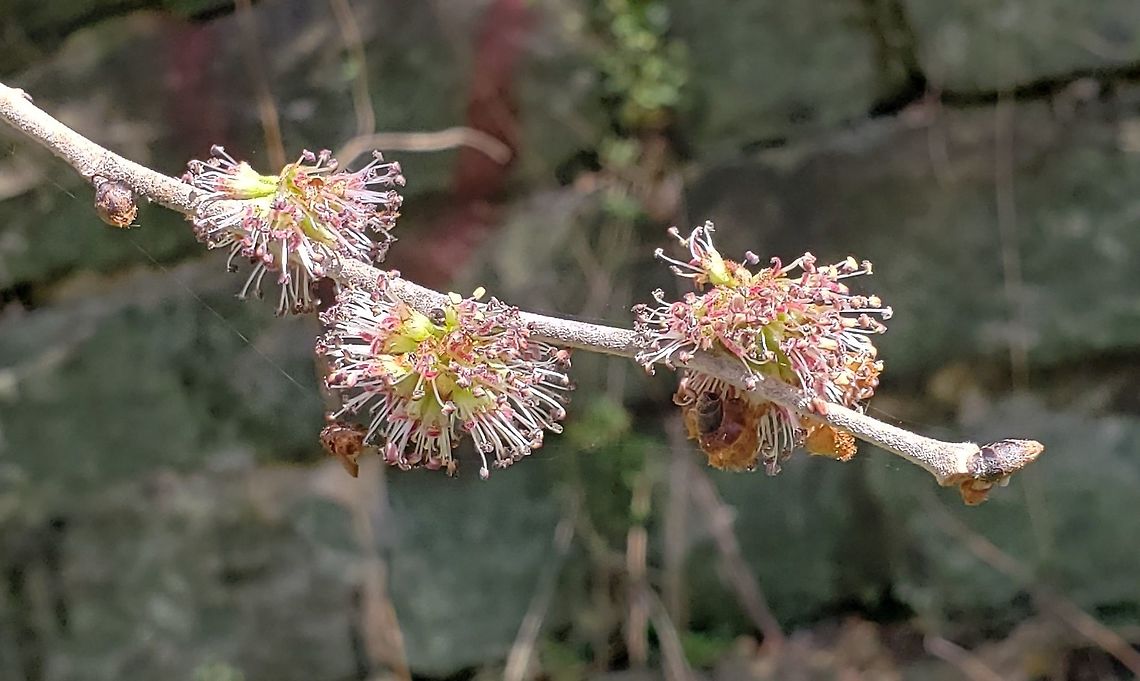 Slippery Elm This is a picture of a Slippery Elm at Patapsco Valley State Park in Catonsville, Maryland. Geotagged,Spring,Ulmus rubra,United States