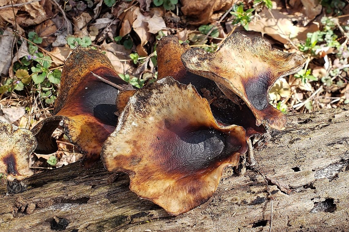 Picipes badius This is a picture of Picipes badius at Patapsco Valley State Park in Catonsville, Maryland. Black-footed polypore,Geotagged,Picipes badius,Spring,United States
