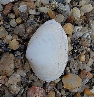 Spisula solidissima This is a picture of Spisula solidissima at North Point State Park in Edgemere, Maryland. Atlantic surf clam,Geotagged,Spisula solidissima,United States,Winter
