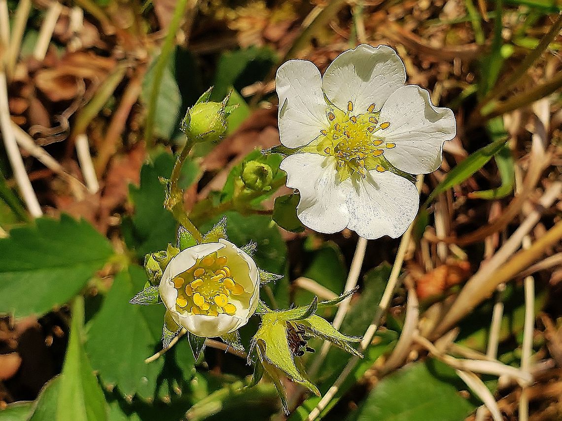 Virginia Strawberry This is a picture of Virginia Strawberry on the North Tract of the Patuxent Research Refuge near Fort Meade, Maryland. Fragaria virginiana,Geotagged,Spring,United States,Virginia strawberry