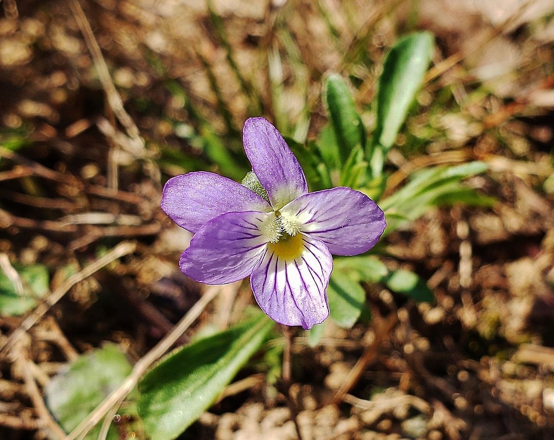 American Field Pansy This is a picture of an American Field Pansy on the North Tract of the Patuxent Research Refuge near Fort Meade, Maryland. American field pansy,Geotagged,Spring,United States,Viola bicolor