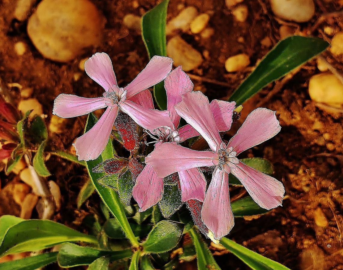 Silene caroliniana This is a picture of Silene caroliniana on the North Tract of the Patuxent Research Refuge near Fort Meade, Maryland. Geotagged,Silene caroliniana,Spring,United States,Wild Pink