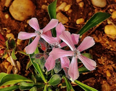 Silene caroliniana This is a picture of Silene caroliniana on the North Tract of the Patuxent Research Refuge near Fort Meade, Maryland. Geotagged,Silene caroliniana,Spring,United States,Wild Pink