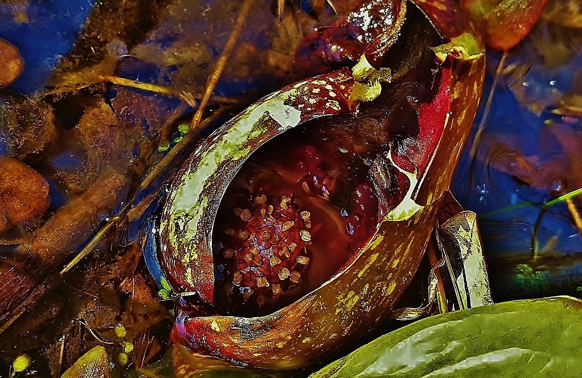 Eastern Skunk Cabbage This is a picture of Eastern Skunk Cabbage at the Mckeldin Area of Patapsco Valley State Park in Marriottsville, Maryland. Eastern skunk cabbage,Geotagged,Spring,Symplocarpus foetidus,United States