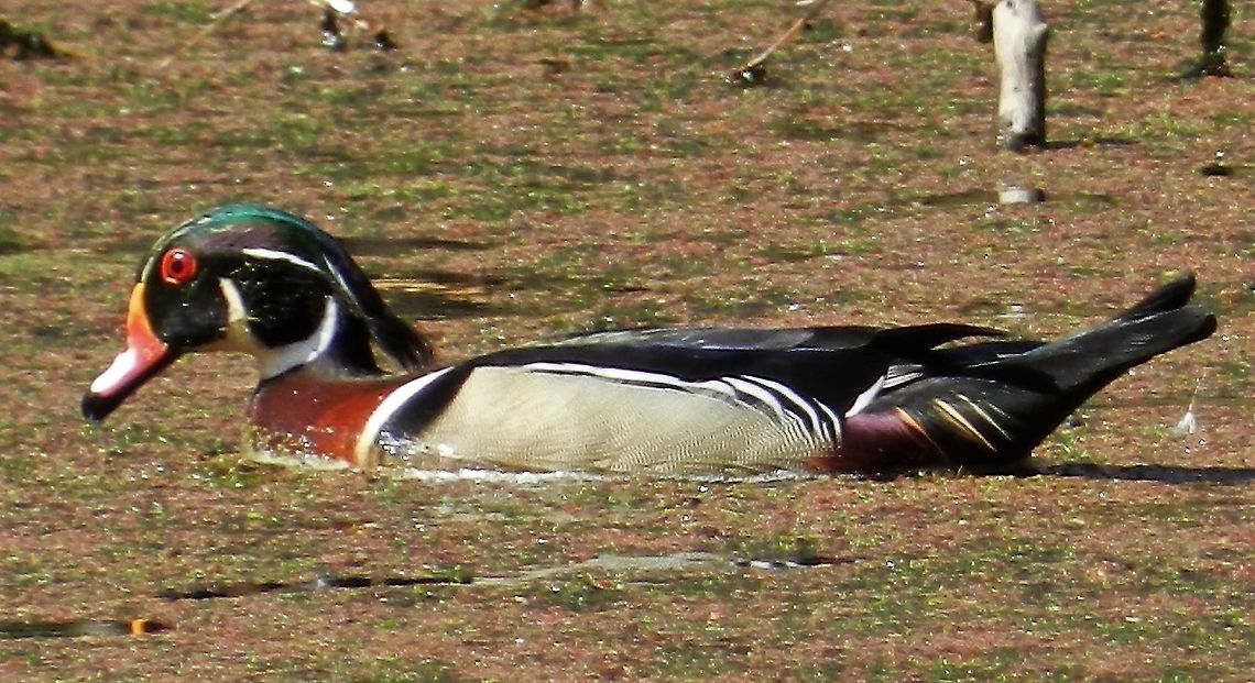 Wood Duck This is a picture of a Wood Duck at Bunk&#039;s Pond at Kinder Farm Park in Millersville, Maryland. Aix sponsa,Geotagged,Spring,United States,Wood duck