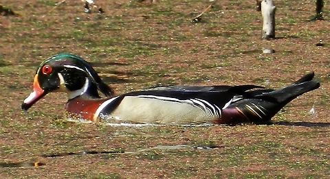 Wood Duck This is a picture of a Wood Duck at Bunk's Pond at Kinder Farm Park in Millersville, Maryland. Aix sponsa,Geotagged,Spring,United States,Wood duck