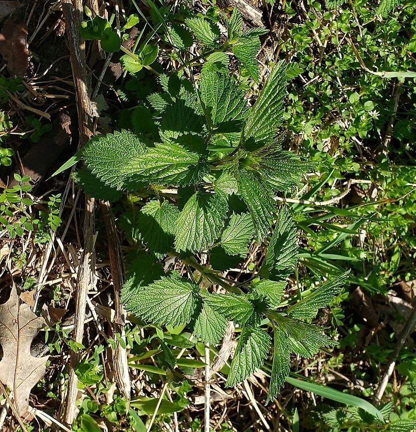 Stinging Nettle This is a picture of Stinging Nettle at Kinder Farm Park in Millersville, Maryland. Geotagged,Spring,Stinging nettle,United States,Urtica dioica