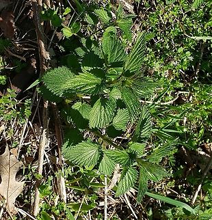Stinging Nettle This is a picture of Stinging Nettle at Kinder Farm Park in Millersville, Maryland. Geotagged,Spring,Stinging nettle,United States,Urtica dioica