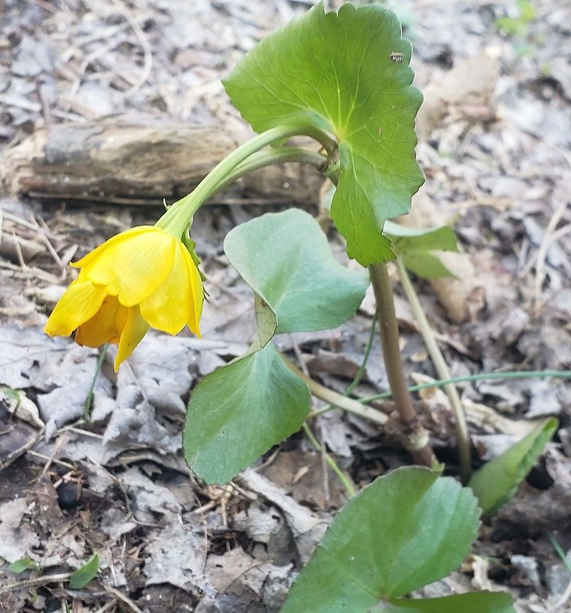 Marsh Marigold This is a picture of a Marsh Marigold at the Robinson Nature Center in Columbia, Maryland. Caltha palustris,Geotagged,Marsh Marigold,Spring,United States