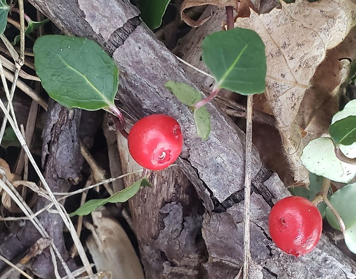 Partridgeberry This is a picture of Partridgeberry at the Robinson Nature Center in Columbia, Maryland. Geotagged,Mitchella repens,Partridge berry,Spring,United States