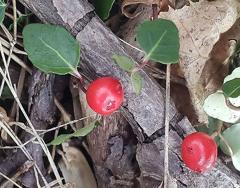 Partridgeberry This is a picture of Partridgeberry at the Robinson Nature Center in Columbia, Maryland. Geotagged,Mitchella repens,Partridge berry,Spring,United States