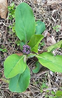 Virginia Bluebells This is a picture of Virginia Bluebells at the Robinson Nature Center in Columbia, Maryland. Geotagged,Mertensia virginica,Spring,United States,Virginia Bluebell