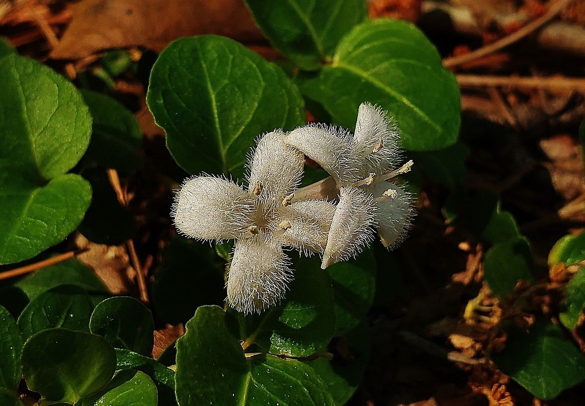 Partridgeberry Flowers This is a picture of Mitchella Repens blooming on the South Tract of the Patuxent Research Refuge near Laurel, Maryland.<br />
 Geotagged,Mitchella repens,Partridge berry,Spring,United States