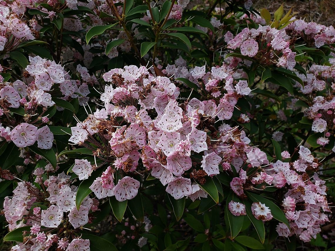 Kalmia latifolia This is a picture of Kalmia latifolia on the North Tract of the Patuxent Research Refuge near Fort Meade, Maryland. Geotagged,Kalmia latifolia,Mountain-laurel,Spring,United States