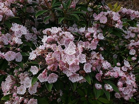 Kalmia latifolia This is a picture of Kalmia latifolia on the North Tract of the Patuxent Research Refuge near Fort Meade, Maryland. Geotagged,Kalmia latifolia,Mountain-laurel,Spring,United States