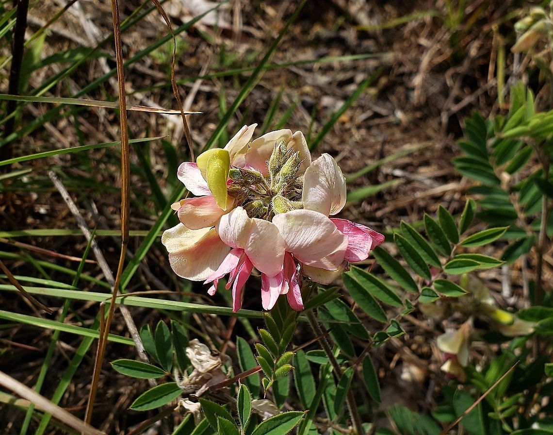Tephrosia virginiana This is a picture of Tephrosia virginiana  on the North Tract of the Patuxent Research Refuge near Fort Meade, Maryland. Geotagged,Spring,Tephrosia virginiana,United States