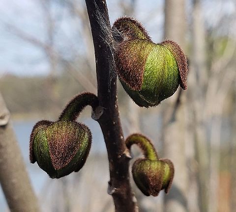Pawpaw Buds This is a picture of some pawpaw buds on the North Tract of the Patuxent Research Refuge near Fort Meade, Maryland. Asimina triloba,Common Pawpaw,Geotagged,Spring,United States
