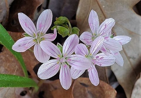 Virginia Spring Beauty This is a picture of Virginia Spring Beauty on the North Tract of the Patuxent Research Refuge near Fort Meade, Maryland. Claytonia virginica,Geotagged,Spring,United States