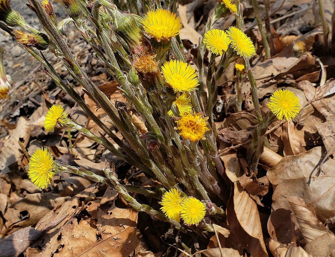 Tussilago farfara This is a picture of Tussilago farfara on the North Tract of the Patuxent Research Refuge near Fort Meade, Maryland. Coltsfoot,Geotagged,Spring,Tussilago farfara,United States
