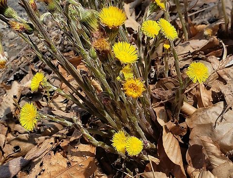 Tussilago farfara This is a picture of Tussilago farfara on the North Tract of the Patuxent Research Refuge near Fort Meade, Maryland. Coltsfoot,Geotagged,Spring,Tussilago farfara,United States