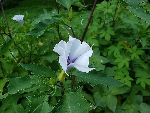 Jimsonweed At Patapsco This is a picture of Jimsonweed at Patapsco Valley State Park in Catonsville, Maryland. Datura stramonium,Geotagged,Jimsonweed,Summer,United States