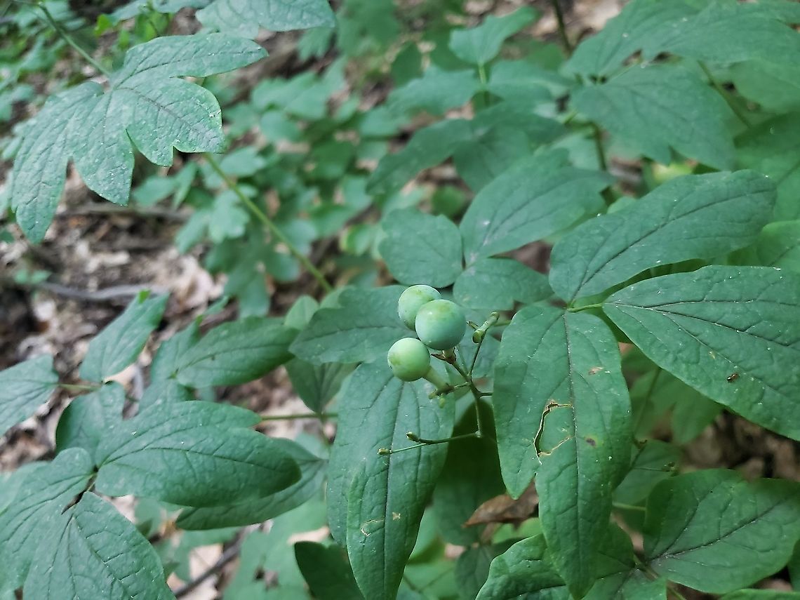 Caulophyllum thalictroides This is a picture of Caulophyllum thalictroides at Patapsco Valley State Park near Elkridge, Maryland. Blue cohosh,Caulophyllum thalictroides,Geotagged,Spring,United States