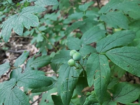 Caulophyllum thalictroides This is a picture of Caulophyllum thalictroides at Patapsco Valley State Park near Elkridge, Maryland. Blue cohosh,Caulophyllum thalictroides,Geotagged,Spring,United States