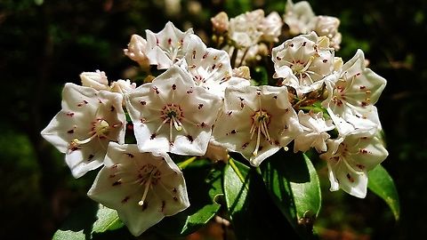 Mountain Laurel This is a picture of Mountain Laurel on the South Tract of the Patuxent Research Refuge near Laurel, Maryland. Geotagged,Kalmia latifolia,Mountain-laurel,Spring,United States