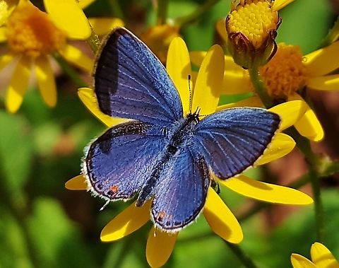 Eastern-Tailed Blue This is a picture of an Eastern Tailed Blue on the South Tract of the Patuxent Research Refuge near Laurel, Maryland. Cupido comyntas,Eastern Tailed-blue,Geotagged,Spring,United States