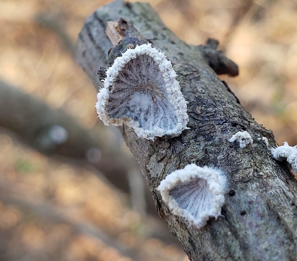 Schizophyllum commune This is a picture of Schizophyllum commune at the Morgan Run Natural Environmental Area in Carroll County, Maryland. Geotagged,Schizophyllum commune,Spring,United States