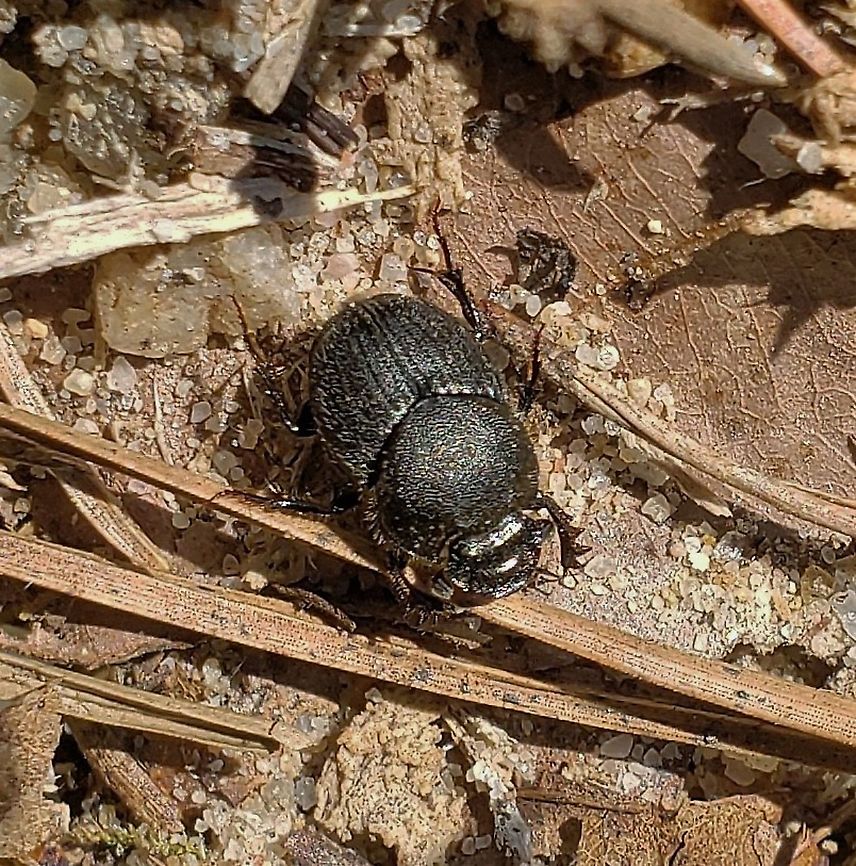 Onthophagus hecate This is a picture of a Onthophagus hecate on the North Tract of the Patuxent Research Refuge near Fort Meade, Maryland. Geotagged,Onthophagus hecate,Spring,United States