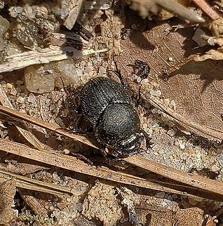 Onthophagus hecate This is a picture of a Onthophagus hecate on the North Tract of the Patuxent Research Refuge near Fort Meade, Maryland. Geotagged,Onthophagus hecate,Spring,United States