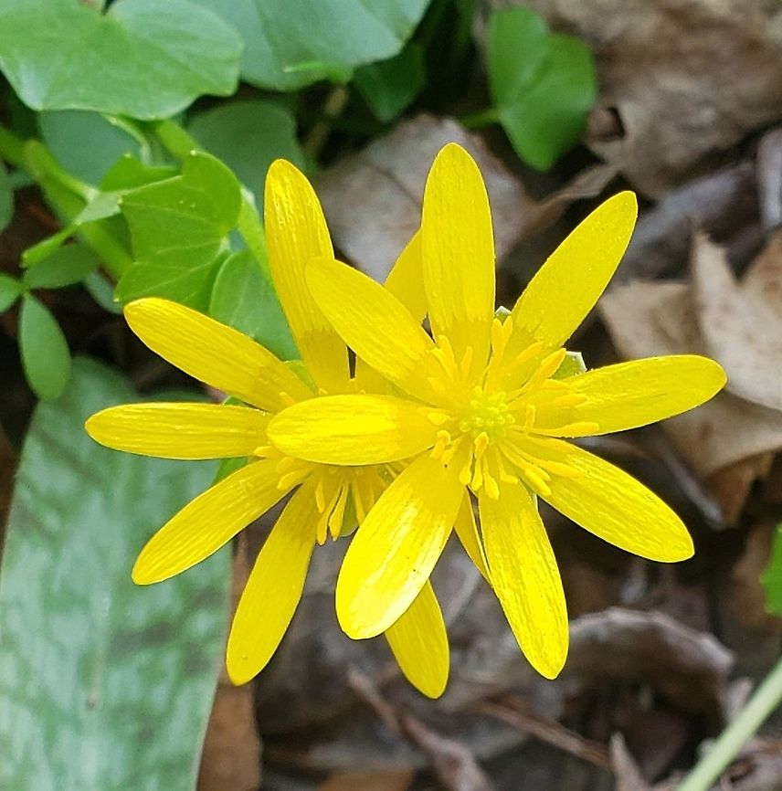 Ficaria Verna This is a picture of Ficaria Verna on the North Tract of the Patuxent Research Refuge near Fort Meade, Maryland. Ficaria verna,Geotagged,Lesser celandine,Spring,United States