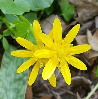 Ficaria Verna This is a picture of Ficaria Verna on the North Tract of the Patuxent Research Refuge near Fort Meade, Maryland. Ficaria verna,Geotagged,Lesser celandine,Spring,United States