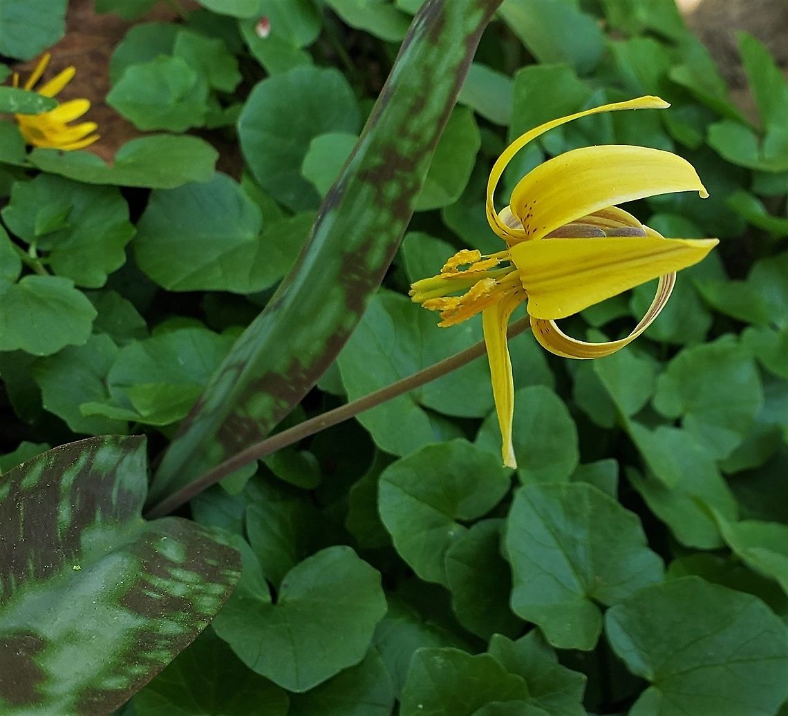 Yellow Trout Lily This is a picture of Yellow Trout Lily on the North Tract of the Patuxent Research Refuge near Fort Meade, Maryland. Erythronium americanum,Geotagged,Spring,United States,Yellow trout lily
