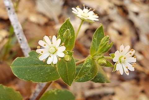 Star Chickweed This is a picture of Star Chickweed on the North Tract of the Patuxent Research Refuge near Fort Meade, Maryland. Geotagged,Spring,Star chickweed,Stellaria pubera,United States