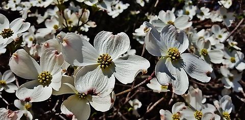 Flowering Dogwood This is a picture of Flowering Dogwood on the South Tract of the Patuxent Research Refuge near Laurel, Maryland. Cornus florida,Flowering dogwood,Geotagged,Spring,United States