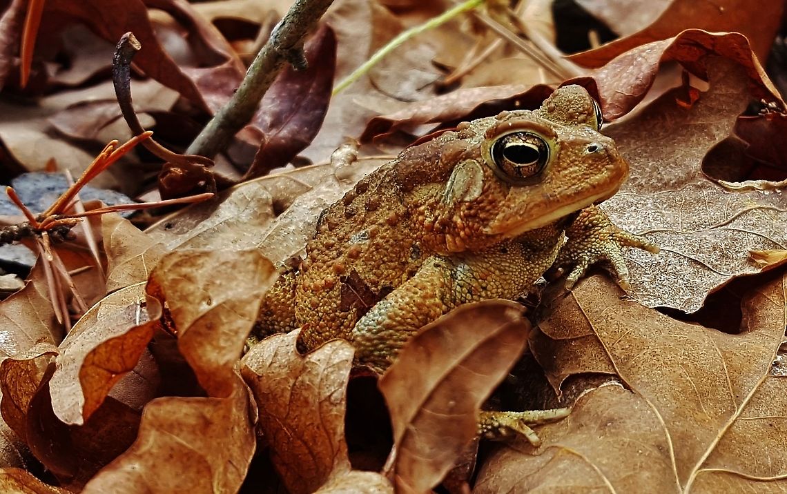 American Toad This is a picture of an American Toad on the South Tract of the Patuxent Research Refuge near Laurel, Maryland. American toad,Anaxyrus americanus,Geotagged,Spring,United States