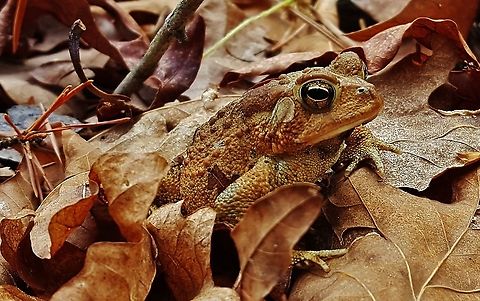 American Toad This is a picture of an American Toad on the South Tract of the Patuxent Research Refuge near Laurel, Maryland. American toad,Anaxyrus americanus,Geotagged,Spring,United States