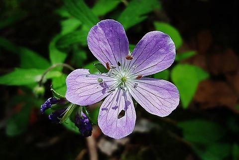 Wild Geranium This is a picture of a Wild Geranium on the North Tract of the Patuxent Research Refuge near Fort Meade, Maryland. Geotagged,Geranium maculatum,Spring,United States